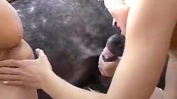 Animal sex antics on the ancient ranch
