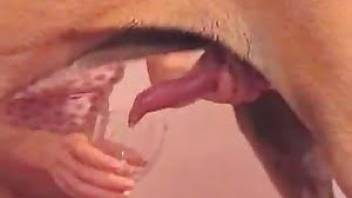 Collecting dog cum