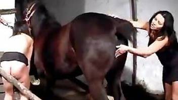 Farm horse fucks with a slender slut