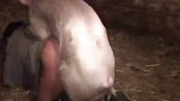 Pig