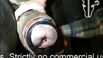 Guy cumming in animal sex on cow