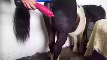 Guy using toys to fuck this horny horse