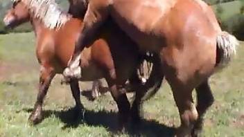 Free beastiality videos with two horses. Free bestiality and animal porn