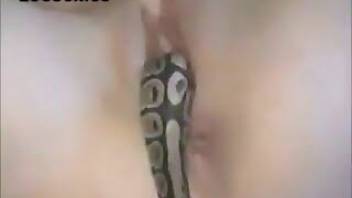 Really hot animal XXX movie with a sexy snake