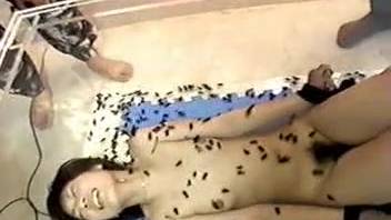 Dirty Asian bug zoophilia hardcore smut