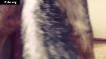 Bestiality film featuring authentic climaxes