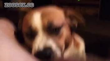 Guy screws his pup in the mouth on webcam