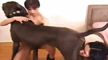 Multiple girl and dog sex video in HQ