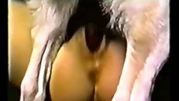 Animal sex videos are simply the best