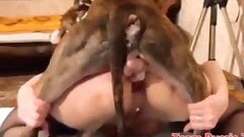 Animals sex with sweaty doggystyle loving