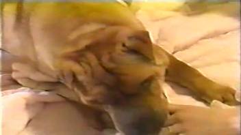Superb oral pleasure from a bestiality site vixen