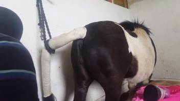 Filthy bestiality lover bangs an adorable little pony