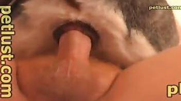 Guy gets to gape a dog's tight hole