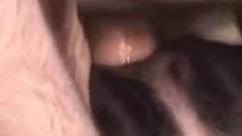 Homosexual bestiality featuring a steamy ejaculation