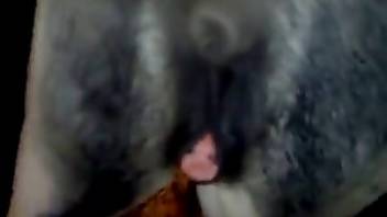 Horse fuck clip with close-ups. Free bestiality and animal porn