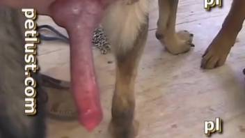 Insane man fucks a dog while filming