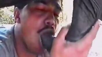 Horse porn movie with licking