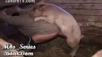 Pig fucked his ass in the doggy style pose