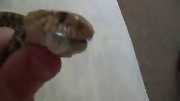 Exotic snake fucked by a hard penis