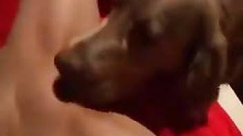 very gentle dog sex video dog licks pussy