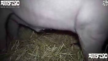 Pig fucking featured in beasitlity  XXX